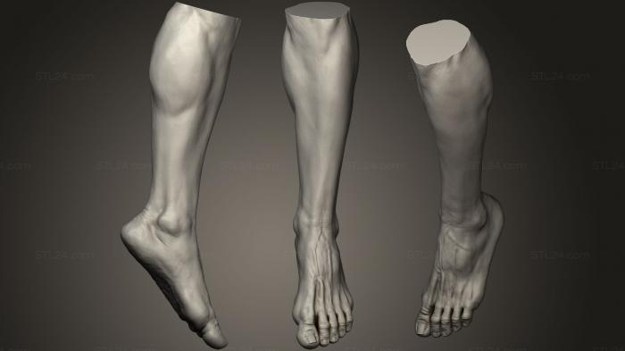Анатомия скелеты и черепа (Мужская нога 7, ANTM_0785) 3D модель для ЧПУ станка